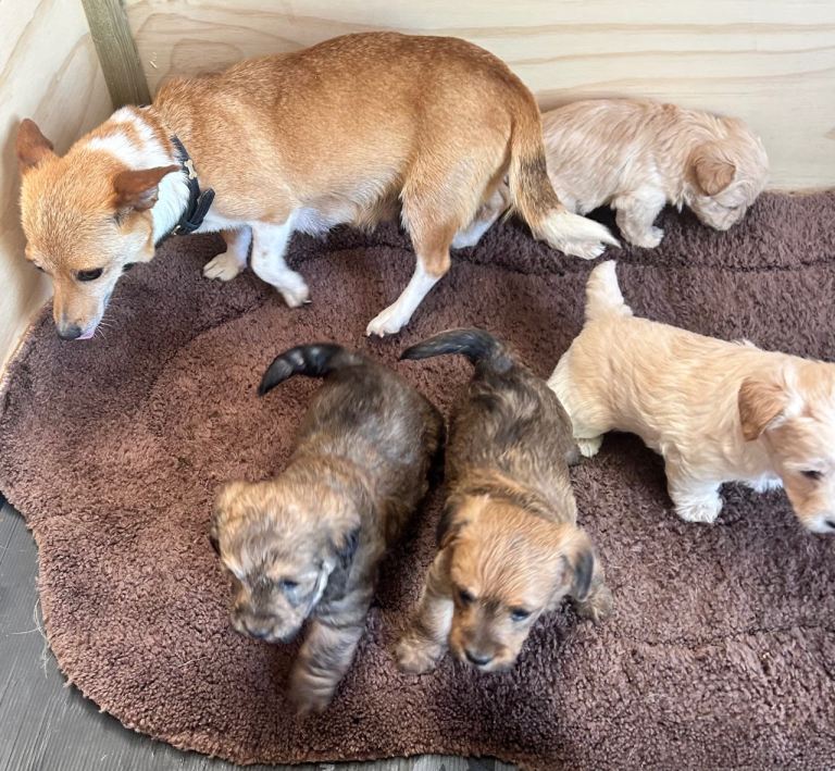 Beautiful jackapoo pups for sale 