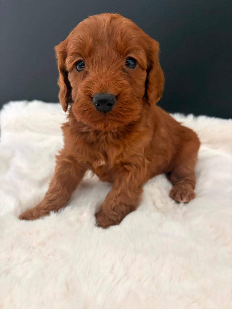 Cockapoo Puppies