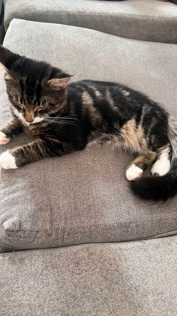 Adorable 4.5 month old Female kitten