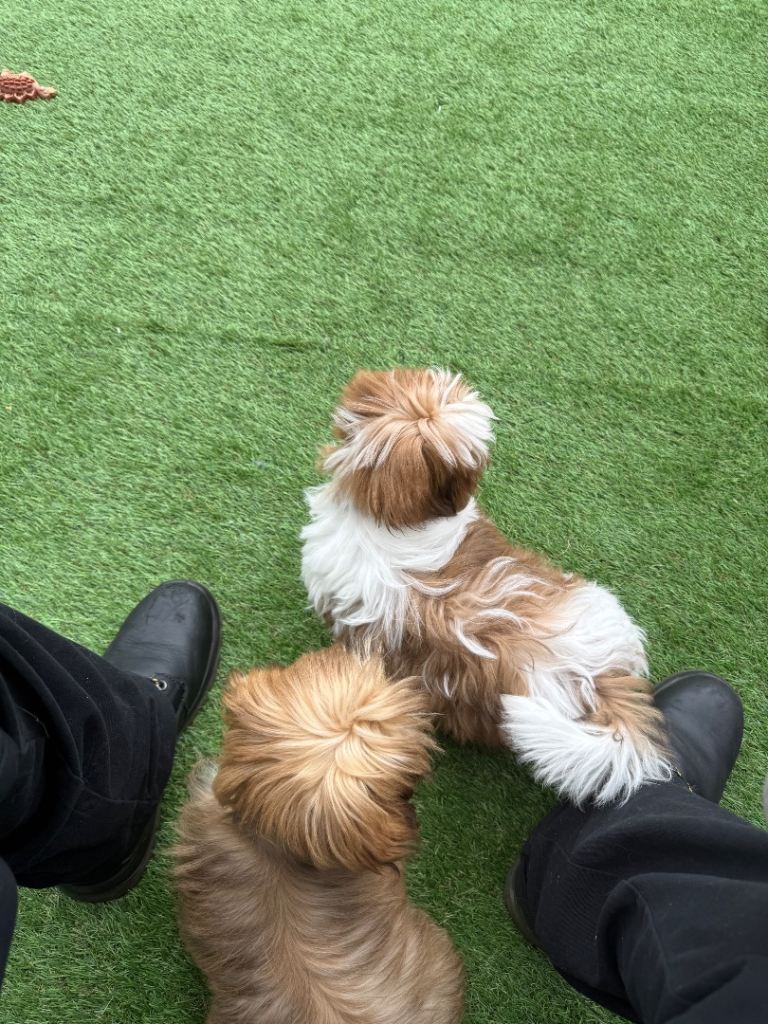 Male and female Shih Tzu 