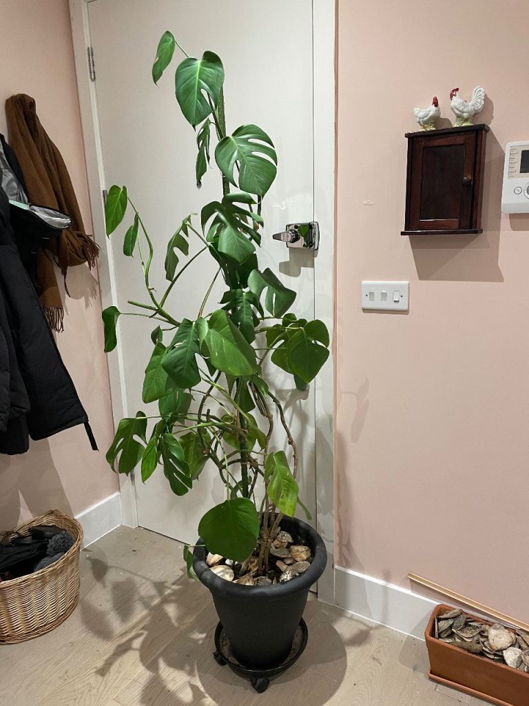 Large indoor cheese monstera cheese house plant 175cm tall