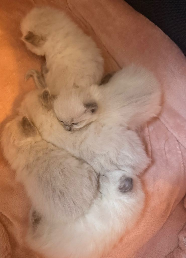 Ragdoll kittens