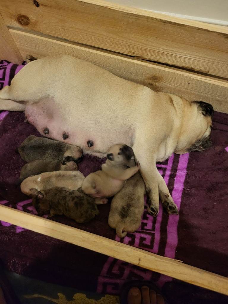 Pug x frenchi mix puppies 