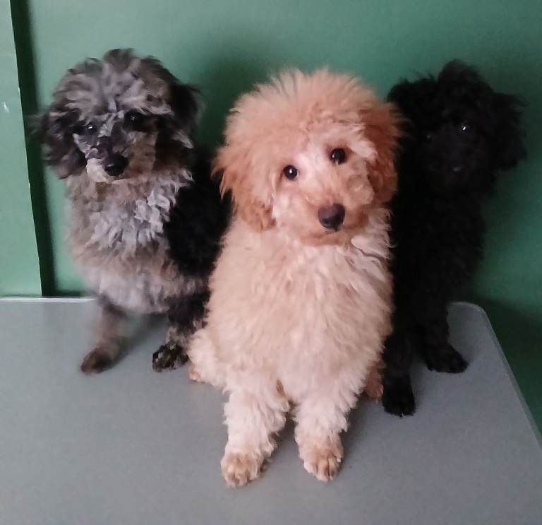 Beautiful DNA clear miniature poodle girls