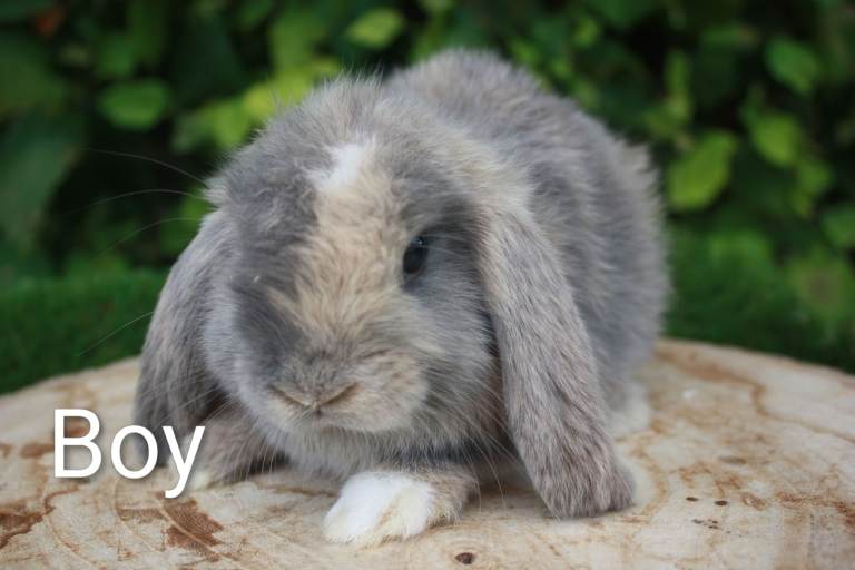 Mini-lop baby rabbits ready now 
