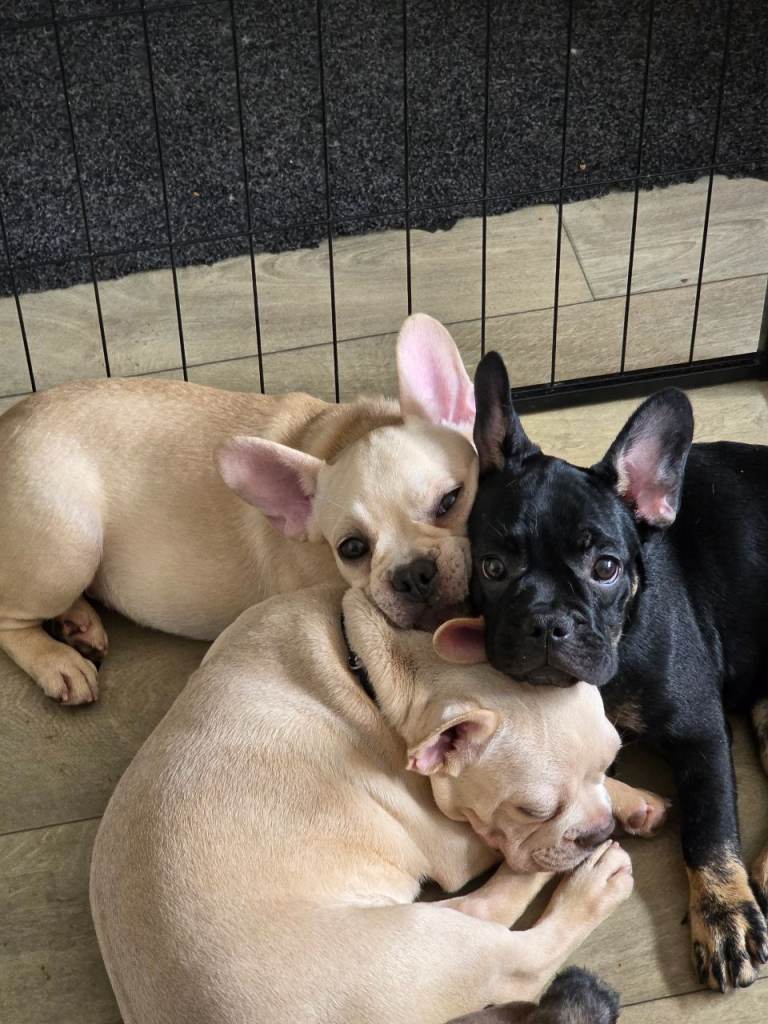 Reduced French bulldog puppies