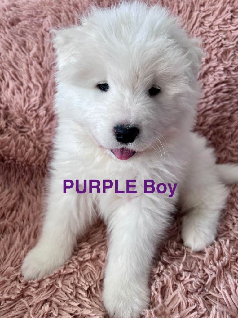 Samoyed puppy ready to leave now!