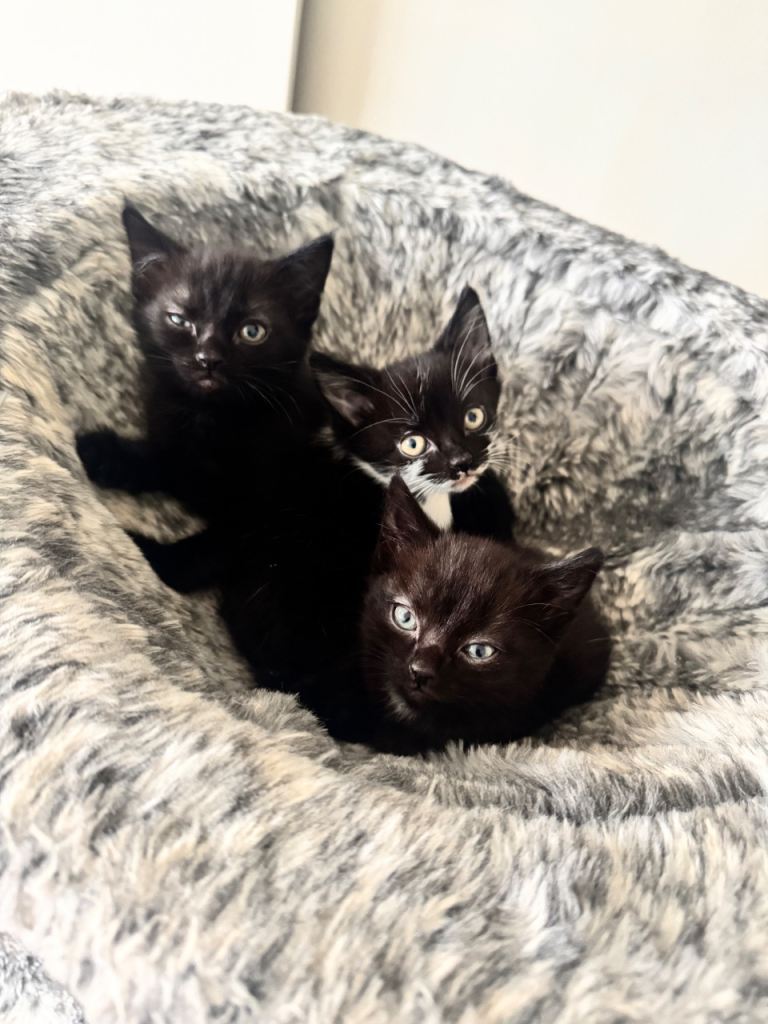 8 week old kittens