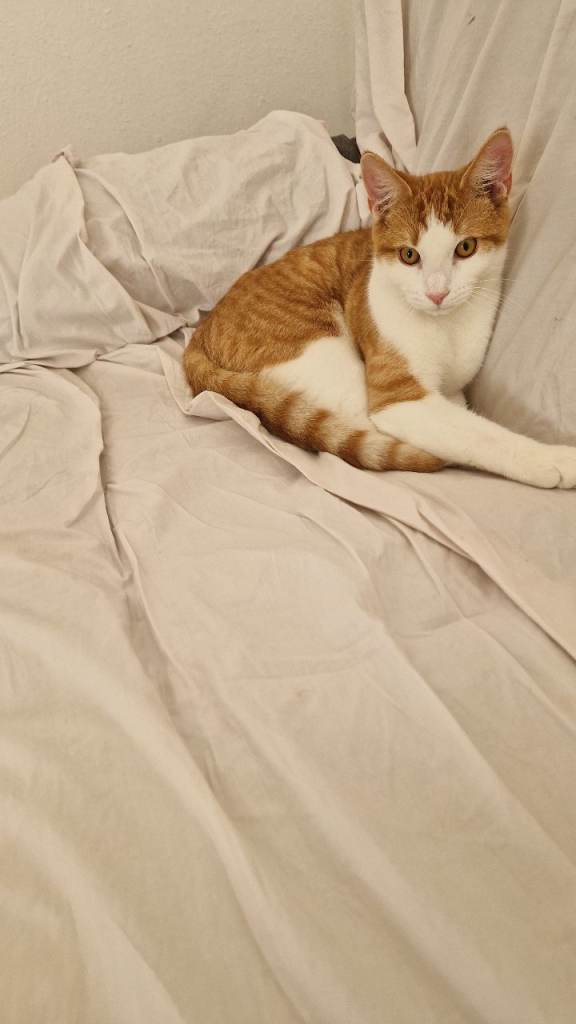 Ginger cat 
