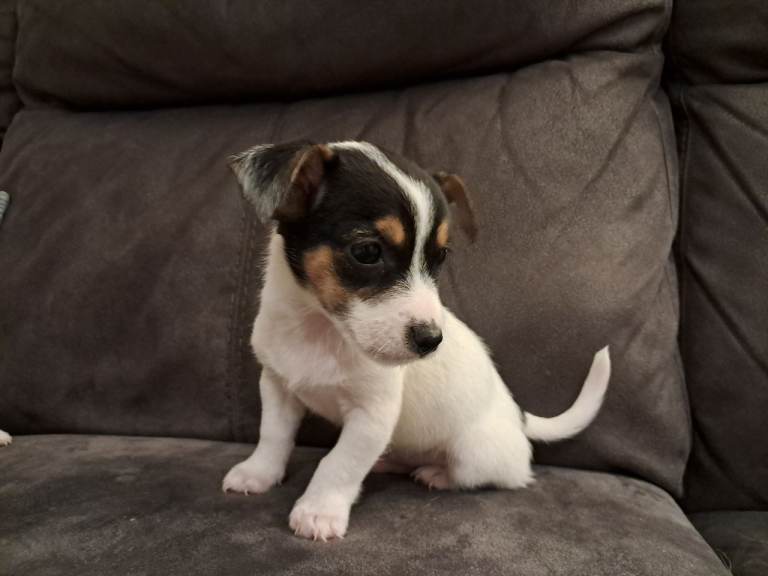 Jack russell puppies 