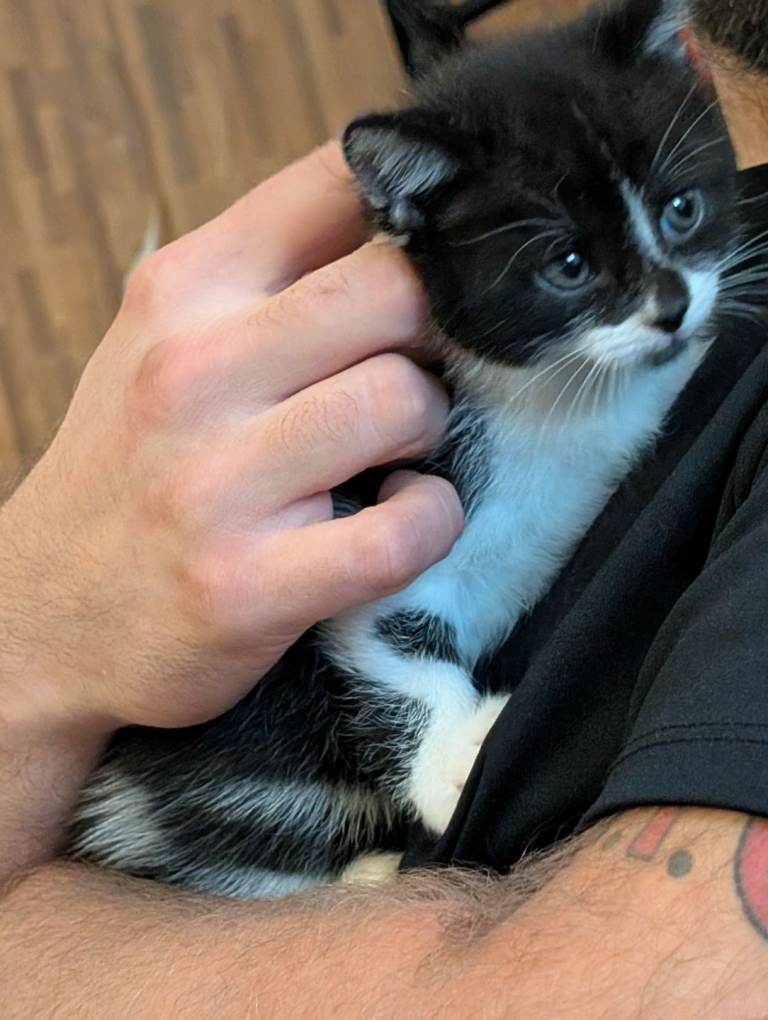 1 female kitten