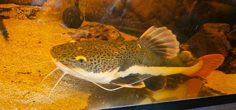 Red tail cat fish