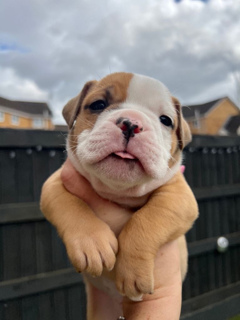 Old Tyme English Bulldog Puppies - 4 Boys & 2 Girls available in Doncaster