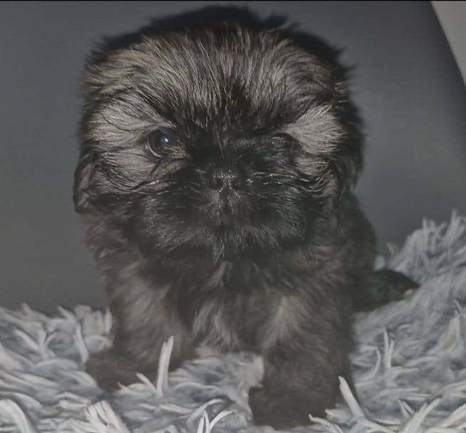 Imperial Shih tzu- Two Beautiful girls left ❤️ 