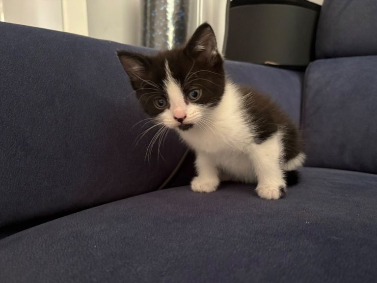 One beautiful kitten left