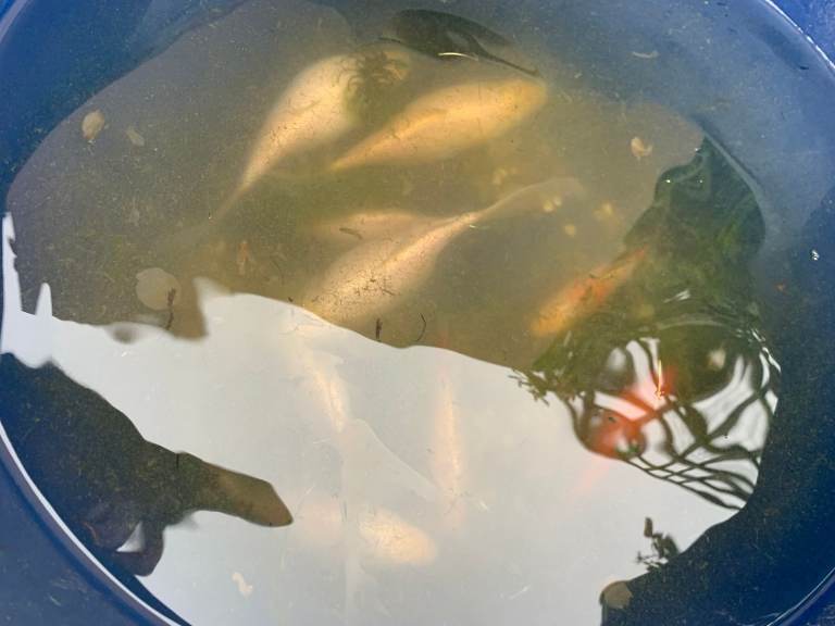 Goldfish for sale