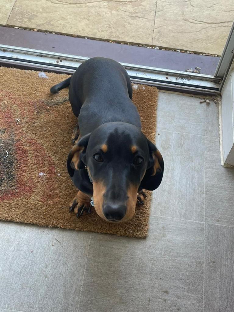 5 months old dachshund 