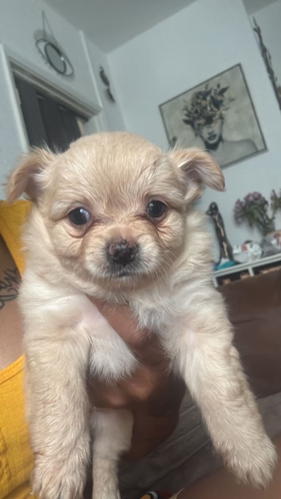 Puppies for sale 
