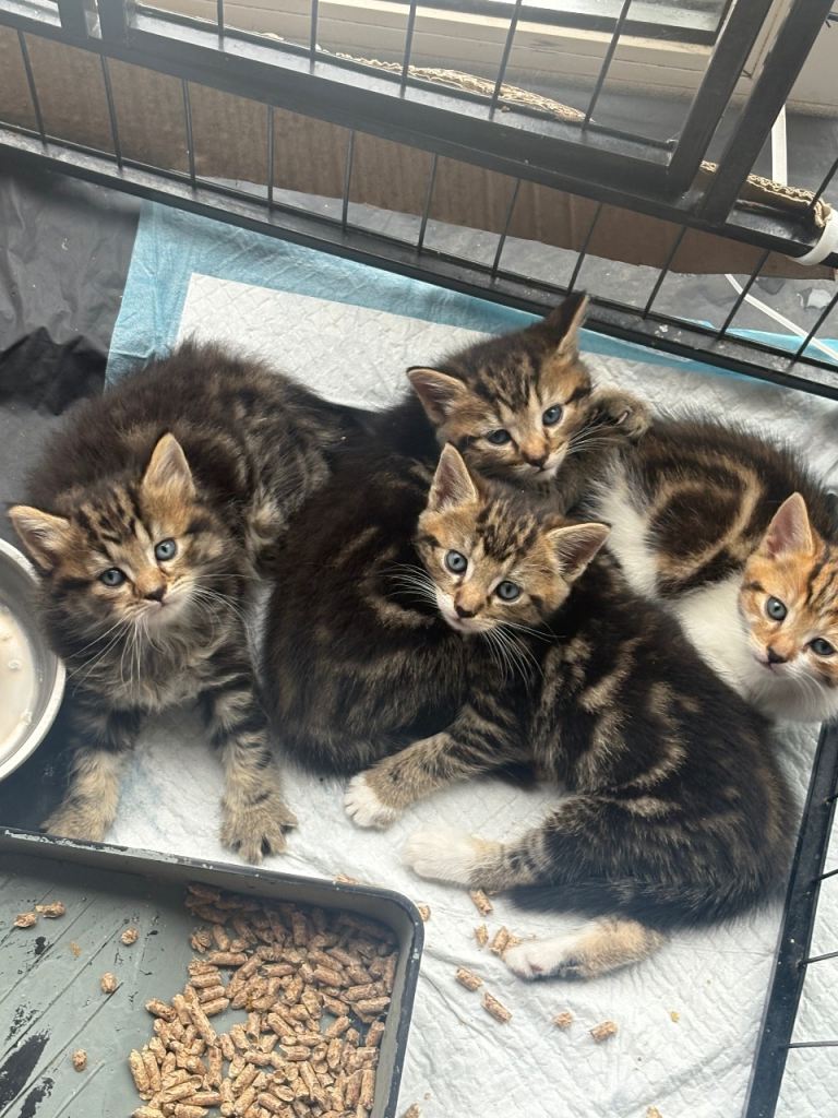 3kitten male bengal mixed bread