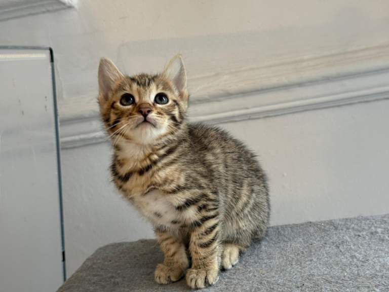 Mixed Bengal kittens looking for home 