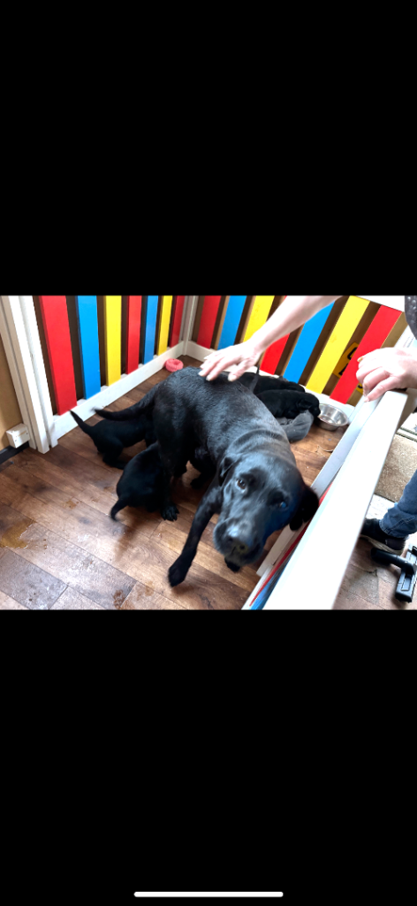 2 beautiful labradoodle puppies 