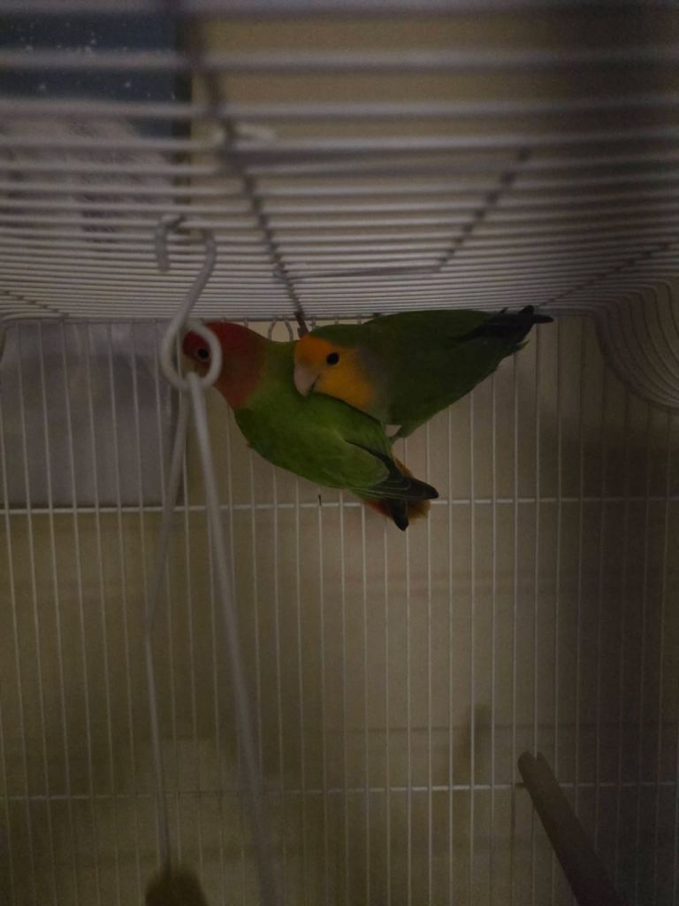 Pair of love birds and cage