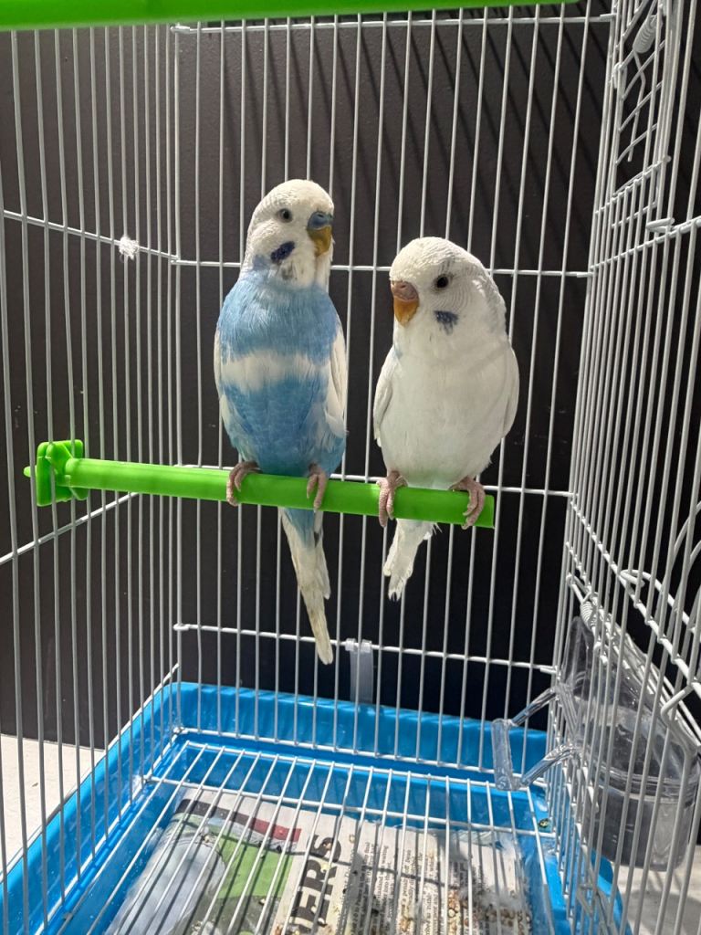 Pair of budgies with cage 