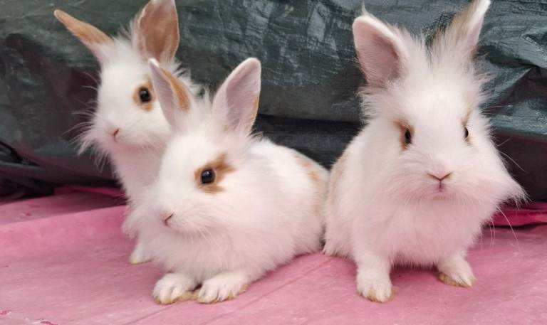 Beautiful Lion head rabbit for Sale