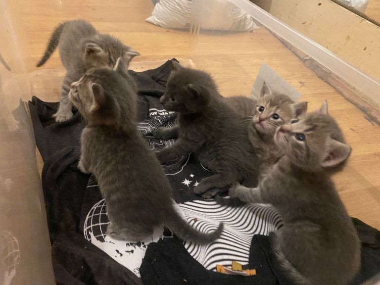 5 mixed breed kittens 