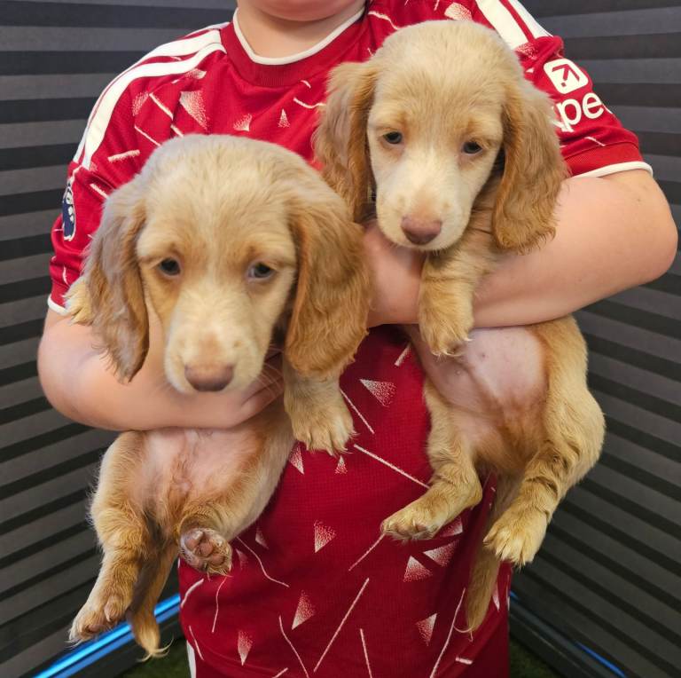 🐾 Two Gorgeous Long-Haired Cream Miniature Dachshund Boys 🐾