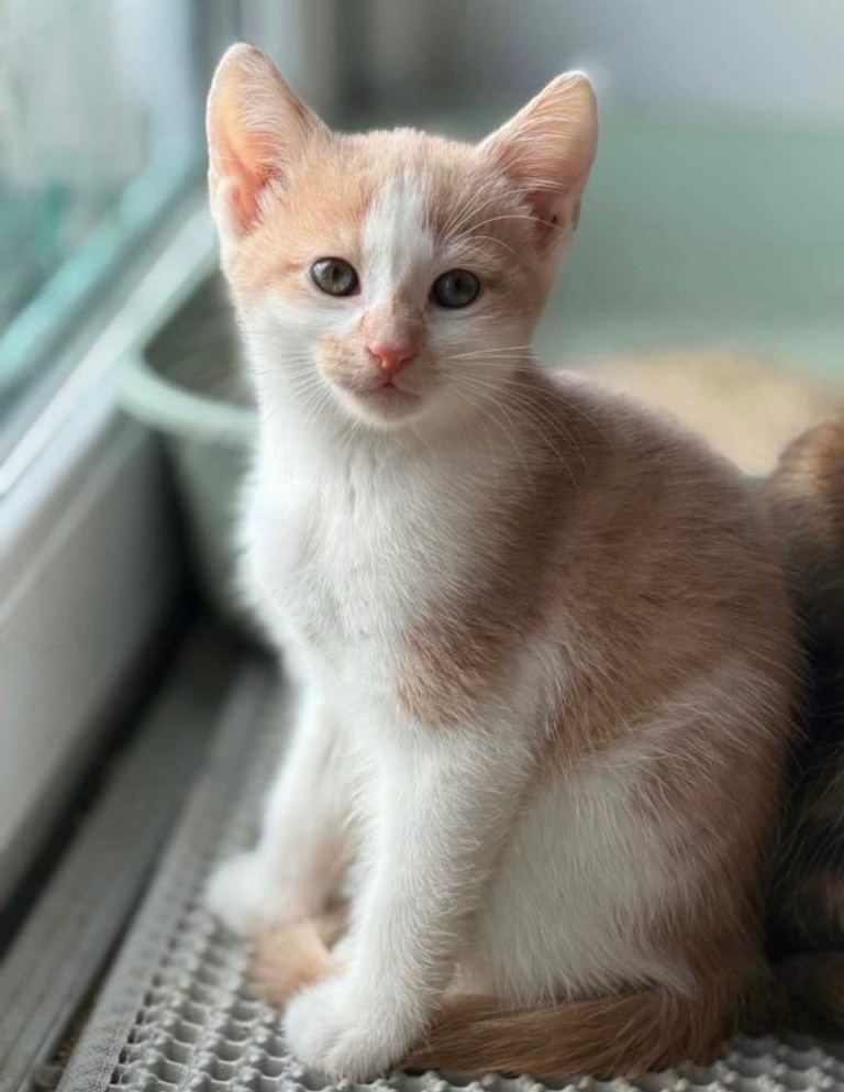 Last 9 weeks boy looking new home