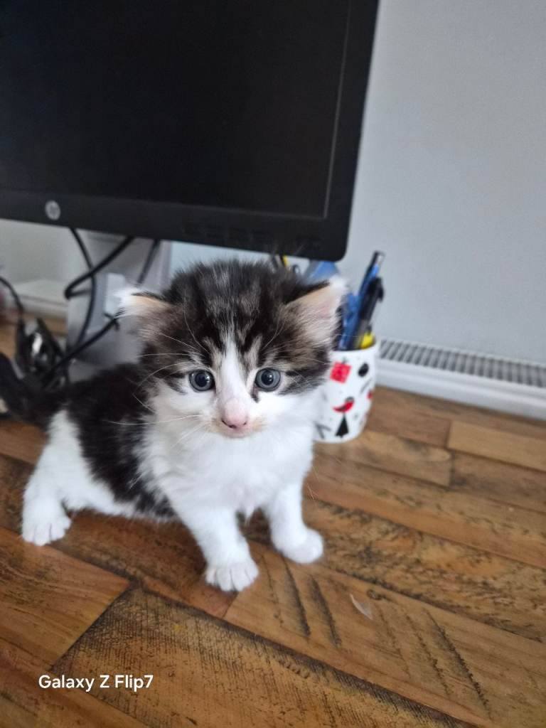 Fluffy kittens waiting for their forever home 