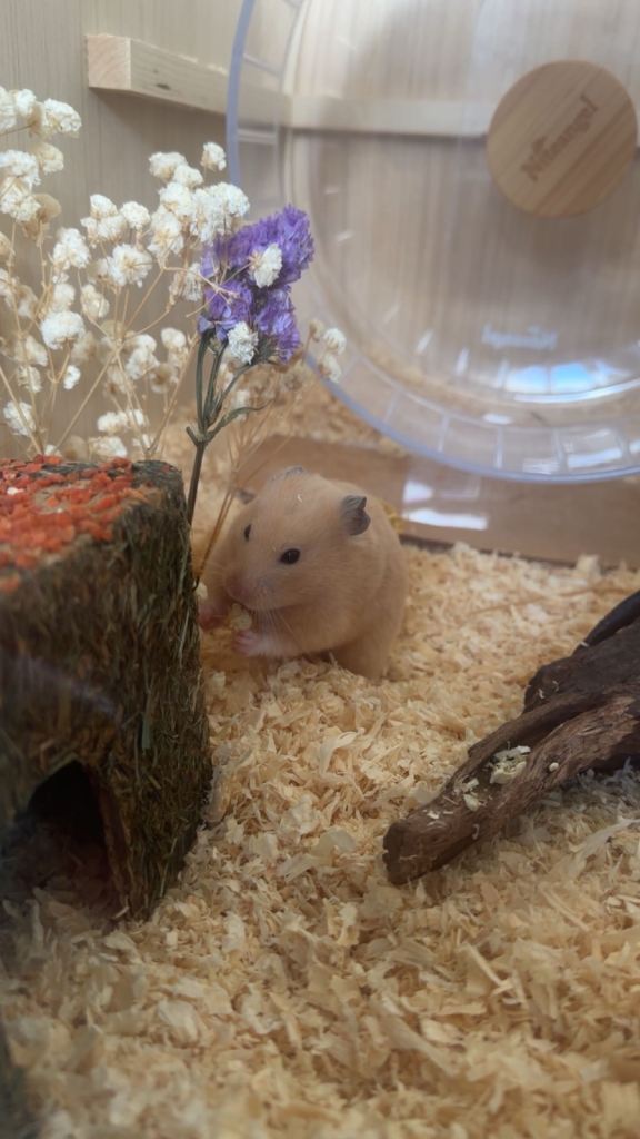 female syrian hamster 