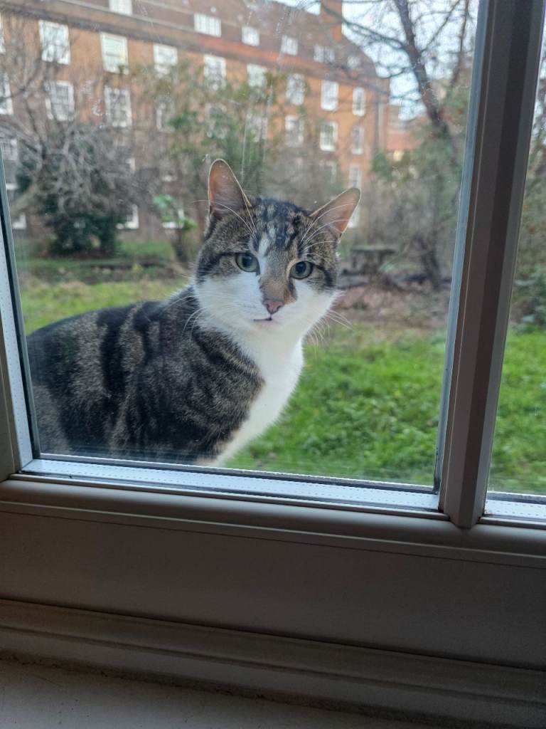 Abandonned but friendly cat needs home