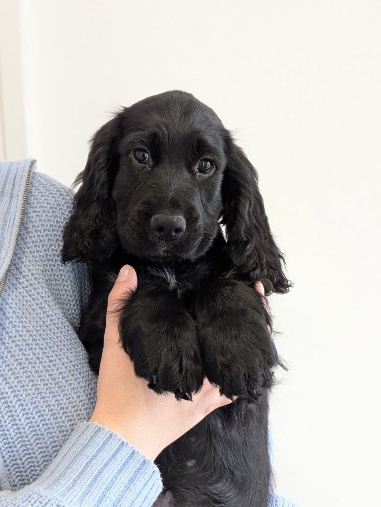 Cocker Spaniel Puppies For Sale