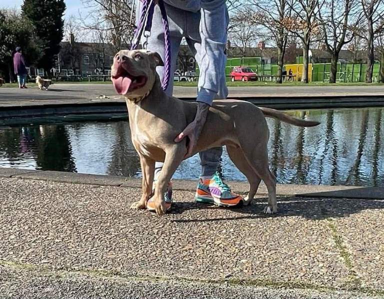 lilac tri American Bully 