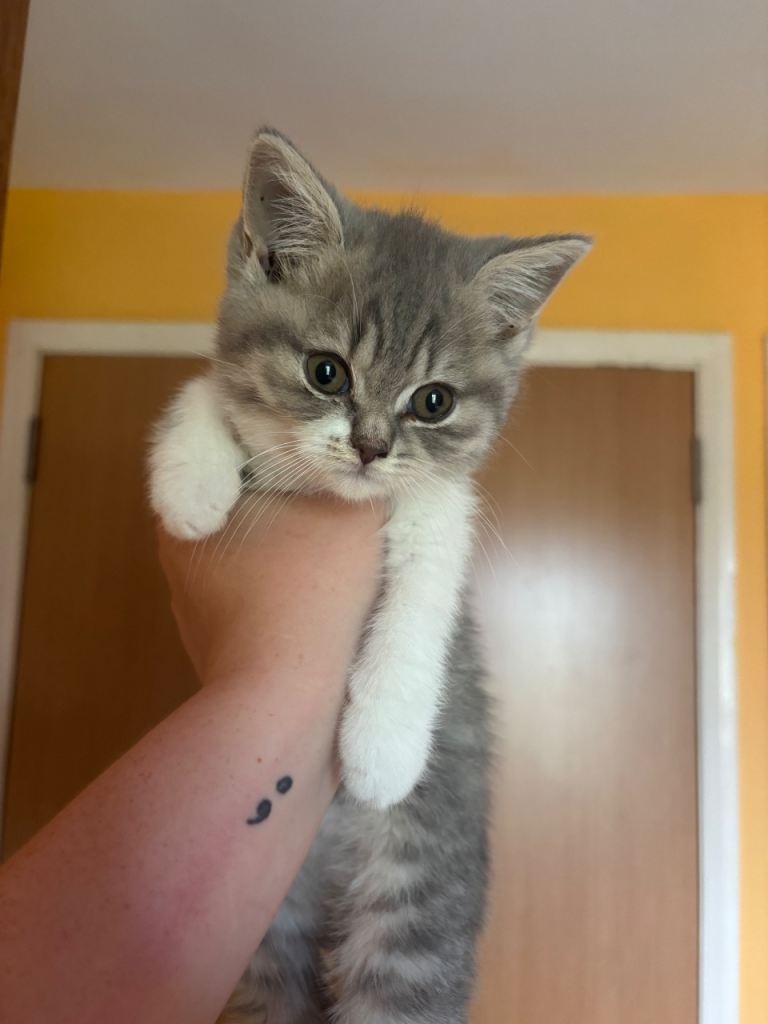GCCF registered British Shorthair Kittens