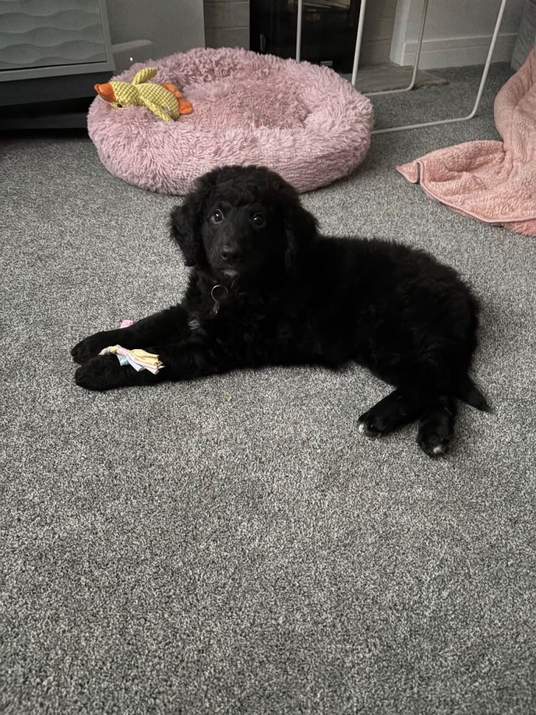 Bernedoodle puppy girl