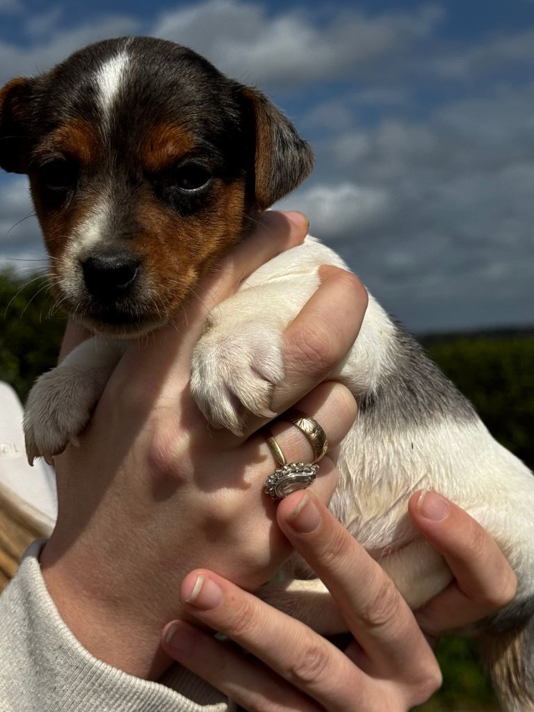 ⭐️ mini jack Russel puppies ⭐️