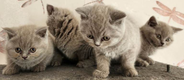 4 british shorthair kittens ready to leave***all rehomed***  