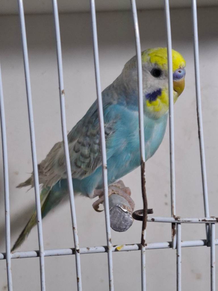 Budgies for sale 