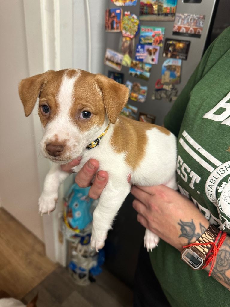 ✨ For Sale - Adorable Jack Russell Terrier Puppies ✨