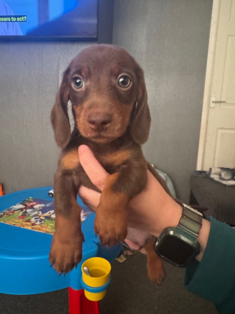 Ready to go boy dachshunds puppys