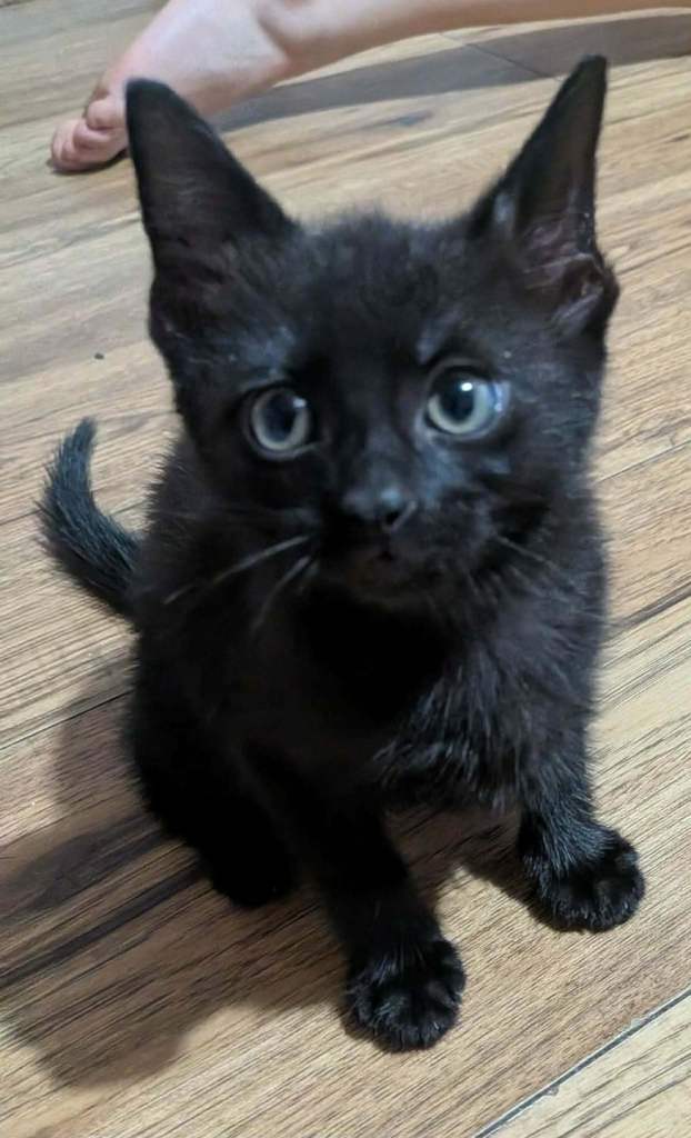 Kittens for sale