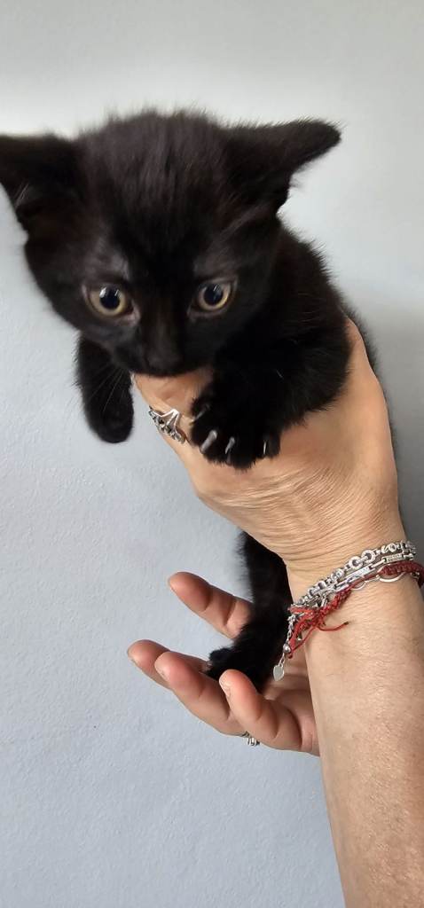Kittens for sale