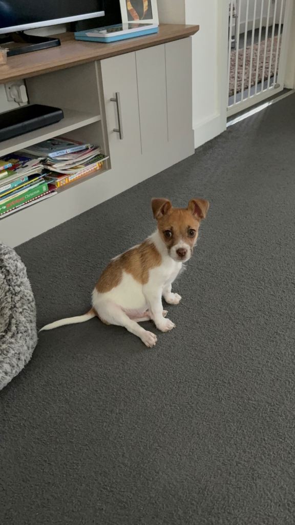 Jack Russel Puppy