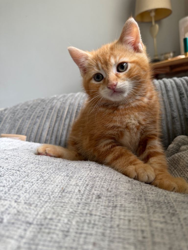Kitten 