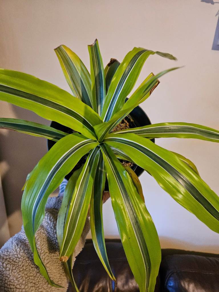 dracaena fragrans established mature medium sized low easy care indoor house plant striped 