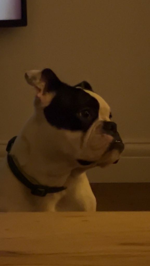 Bull dog mix Boston terrier 