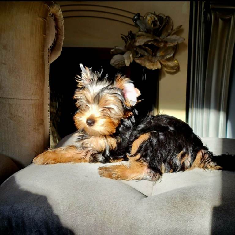 Pedigree Beautiful Mini Yorkshire Terrier girl available 